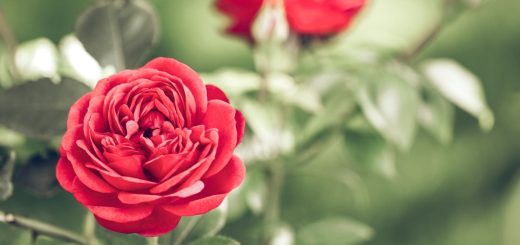 Photo Roses, Garden