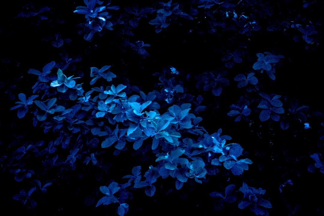 Glanzende bioluminescente plant in donkere woonkamer. Glanzende bioluminescente plant in donkere woonkamer.