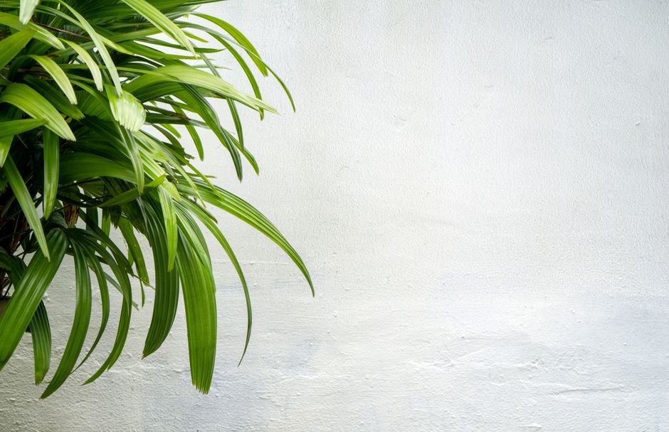 Een slaapkamer met levendig exotisch palmbehang.