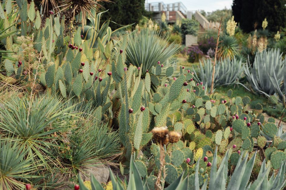 Kies de juiste buitenplanten voor een droge zomer