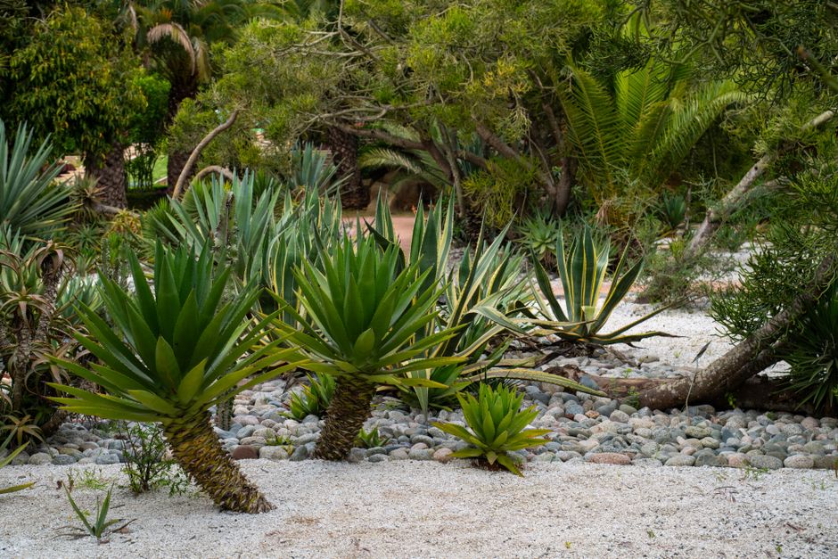 Cactussen in woestijnachtige Nederlandse tuin.