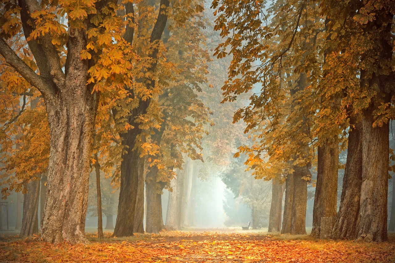 Gezellig verlichte herfsttuin tijdens de schemering.