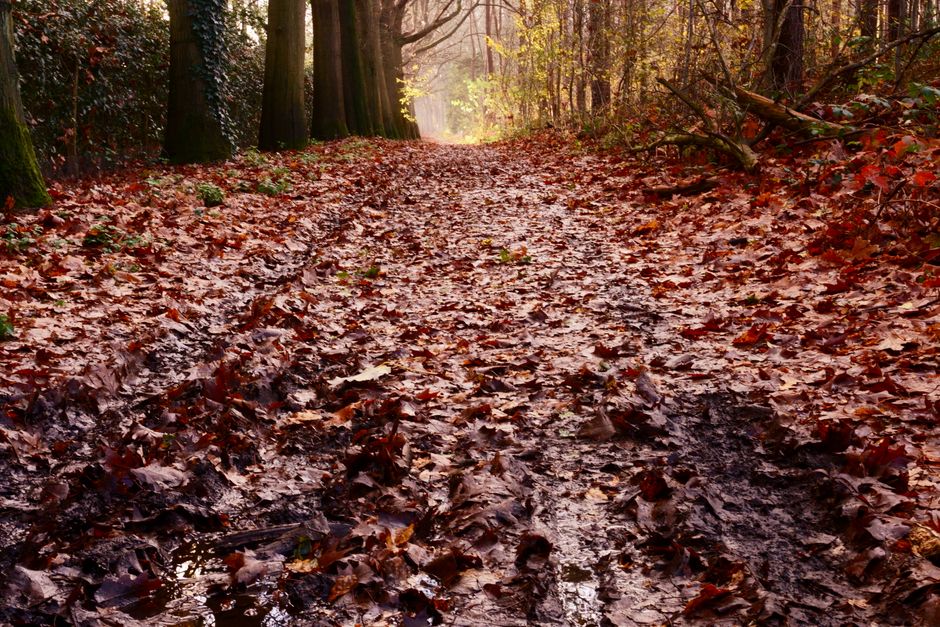 Naadloze overgang van groen naar herfstkleuren. Naadloze overgang van groen naar herfstkleuren.