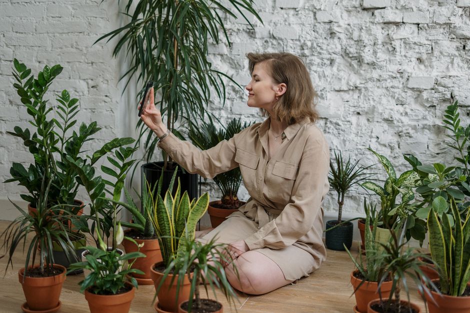 Natuurlijke luchtzuiveraars: planten die de luchtkwaliteit verbeteren
